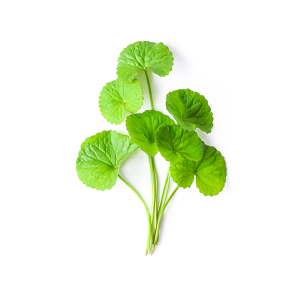 Centella (Centella asiatica)